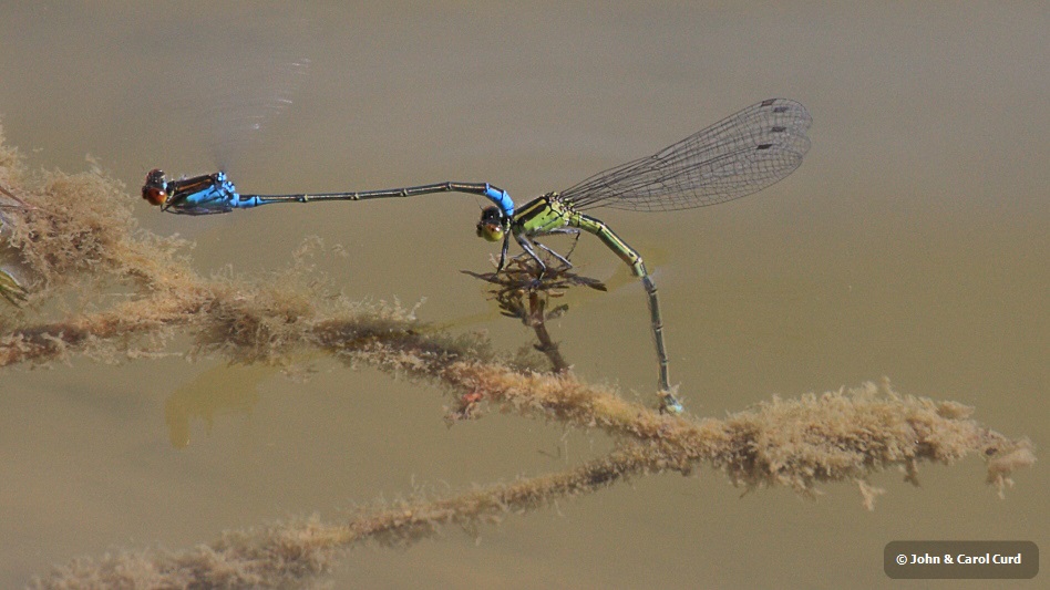 IMG_0666 Erythromma viridulum ovip.JPG